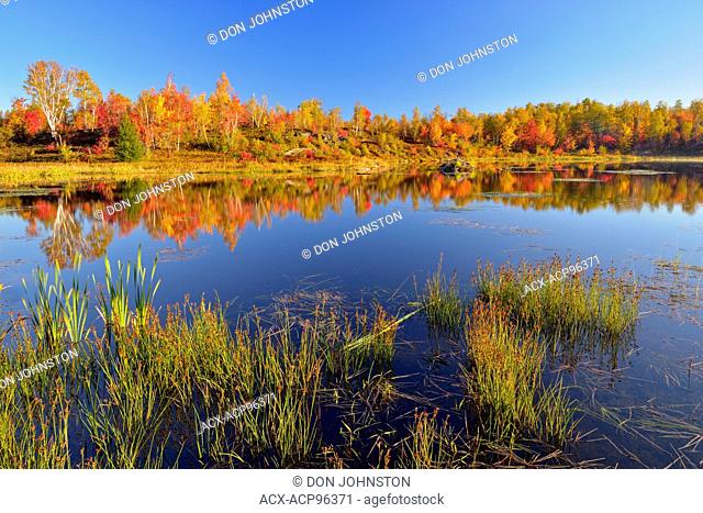 Autumn foliage reflected in a beaver pond, Greater Sudbury, Ontario, Canada