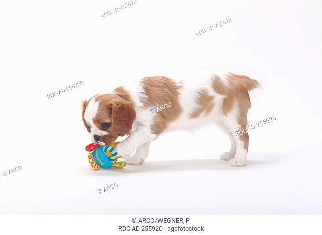 Cavalier King Charles Spaniel puppy blenheim 7 weeks toy side