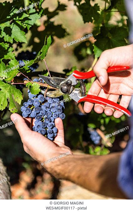 Close-up of man harvesting grapes in vineyard