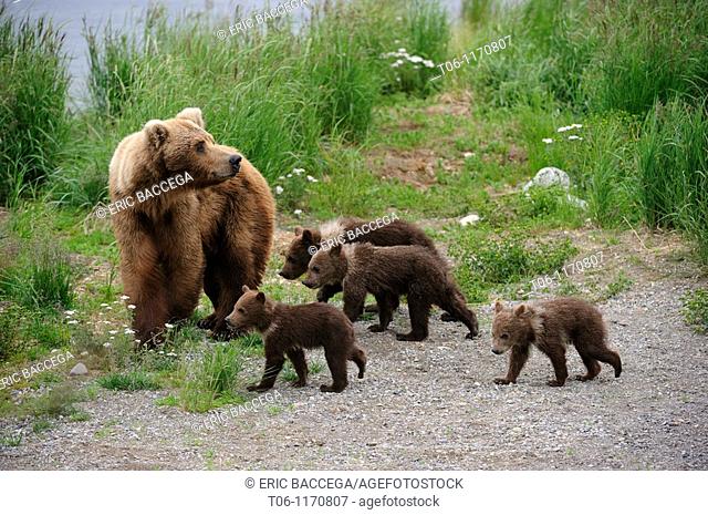 Grizzli bear mother and four spring cubs Ursus arctos horribilis Brooks river, Katmai National Park, Alaska, USA