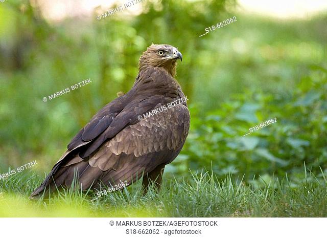 Lesser Spotted Eagle (Aquila pomarina) in a forest. Bavaria. Germany