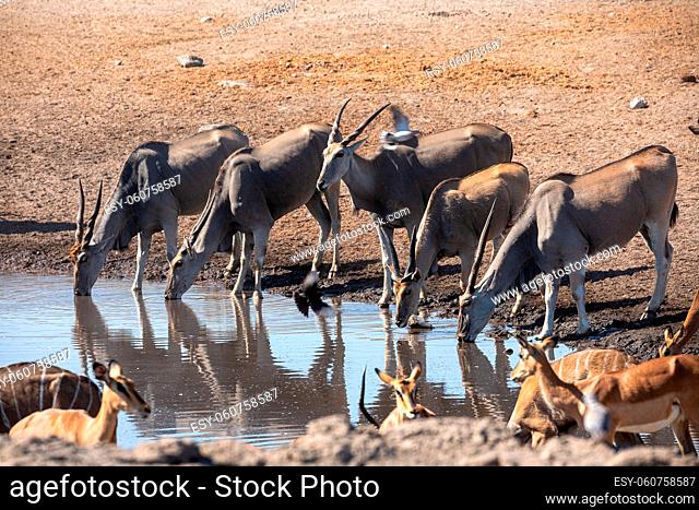Eland at Etosha National Park, Namibia
