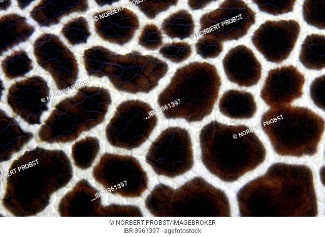 Honeycomb Moray or Laced Moray (Gymnothorax favagineus), detail of the skin, Indian Ocean, Embudu, South Malé Atoll, Maldives