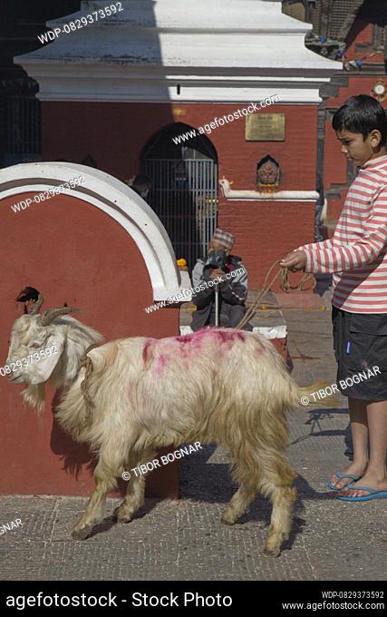 Nepal, Patan, Dashain festival, sacrificial goat, , Credit:Tibor Bognar / Avalon