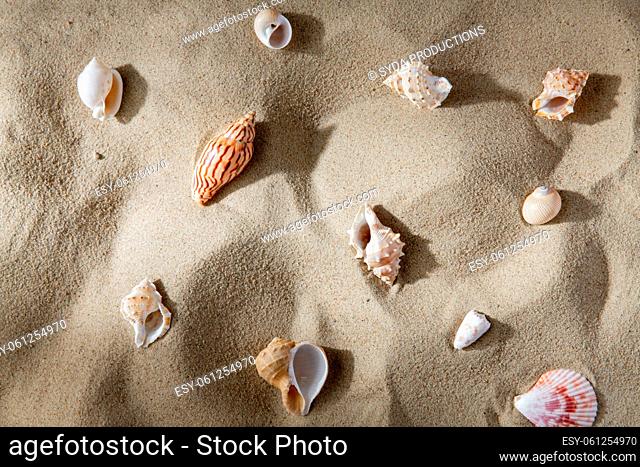 different sea shells on beach sand