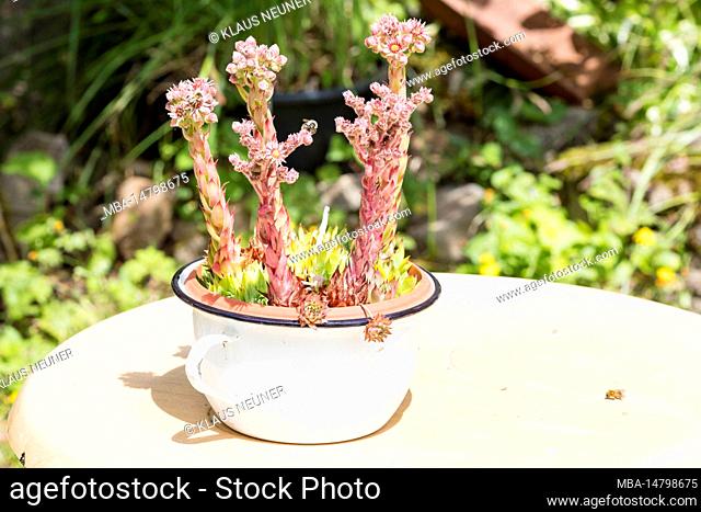 Pink flower, succulent, chamber pot, plant, botany, still life, Zella, Thuringia, Germany