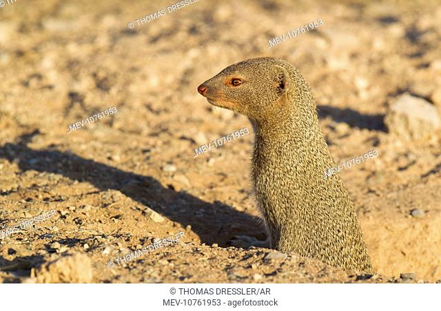 Slender Mongoose - at its burrow (Galerella sanguinea)