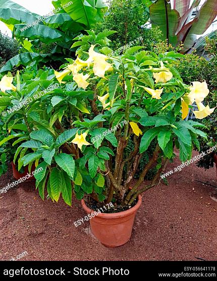 Engelstrompete, Brugmansia suaveolens, ist eine dekorative Kuebelpflanze mit schoenen gelben Blueten. Angel trumpet, Brugmansia suaveolens