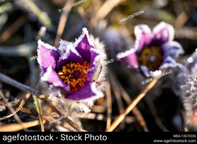 Common Pasque Flower, Pulsatilla vulgaris, frozen, ice, crystals, Swabian Alb, Baden-Wuerttemberg, Germany, Europe