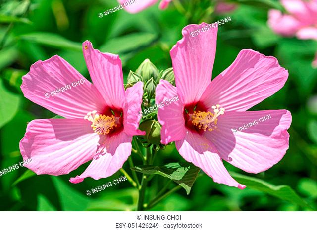 mugunghwa or hibiscus syriacus is Korean national flower. Taken up close during blooming season in summer