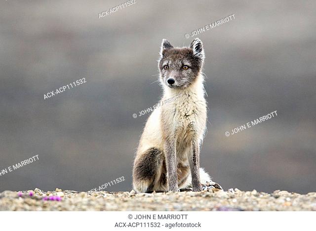 Arctic fox, Nunvaut, Canada
