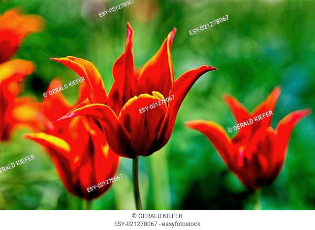 lily-flowered tulip tulipa queen of sheba natural structure dark