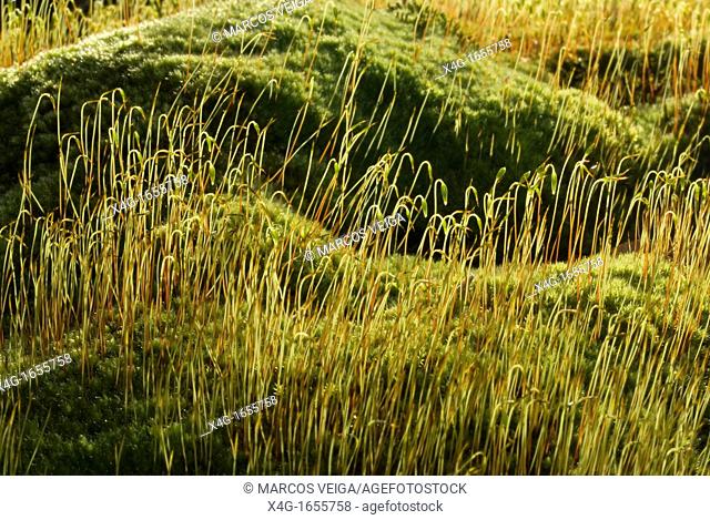 Capillary Thread-moss Bryum capillare