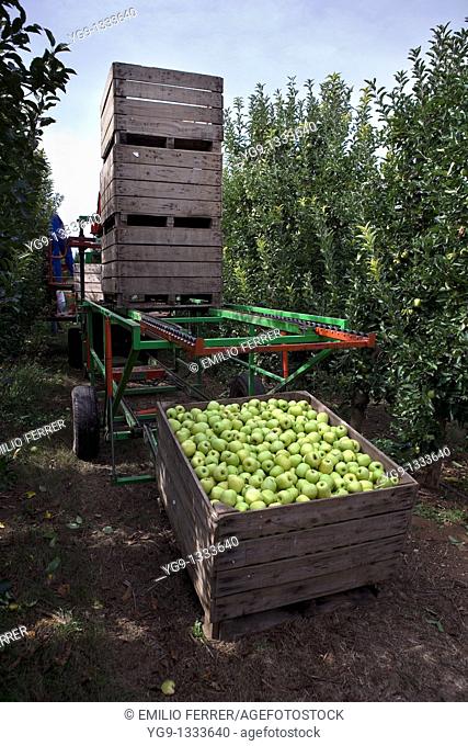 Collecting apples with machine  LLeida, Spain