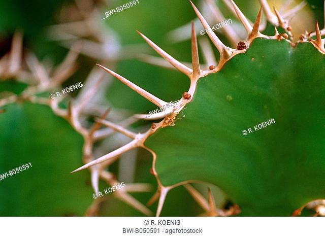 spuge (Euphorbia grandicornis), spines