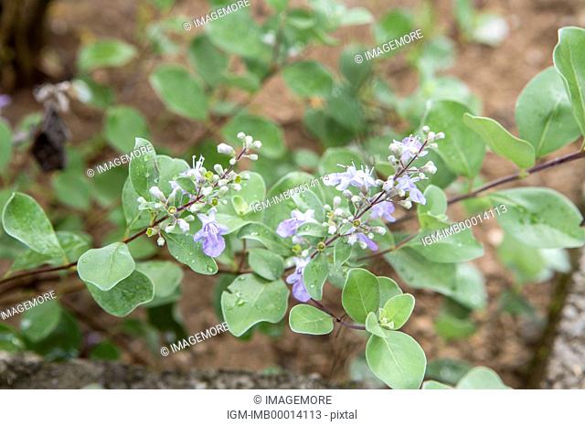Vitex rotundifolia L. f., Herbal Medicine