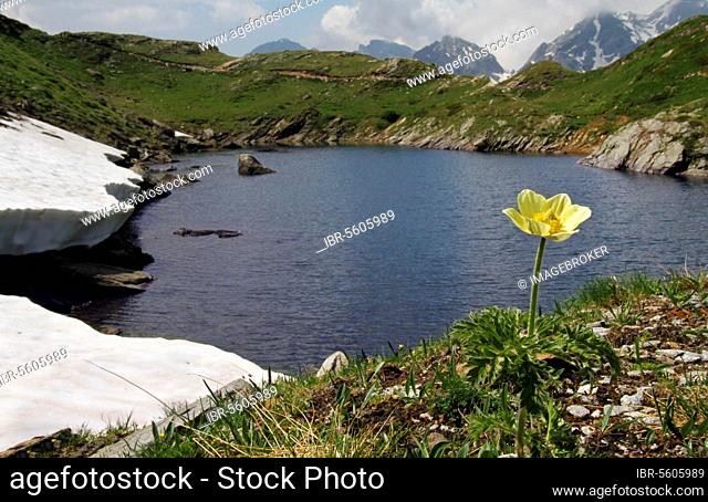 Flowering Yellow Alpine Passionflower (Pulsatilla alpina apiifolia), growing by the lake in the mountains, Italian Alps, Italy, Europe