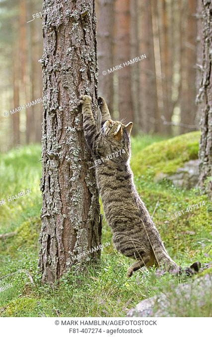 Scottish Wildcat (Felis silvestris) adult male sharpening claws on pine tree, Scotland, UK