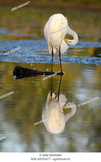 Great Egret (Ardea alba) preening its feathers on a branch in the water, The Netherlands