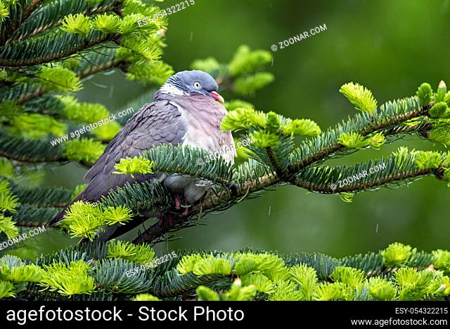 Ringeltaube, die Brutzeit betraegt 16 - 17 Tage - (Foto Altvogel) / Common Wood Pigeon, the incubation lasts between 16 to 17 days - (Culver - Photo adult bird)...