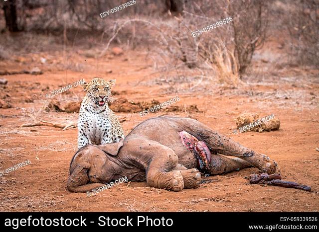 A Leopard at a baby Elephant carcass in the Kruger National Park, South Africa