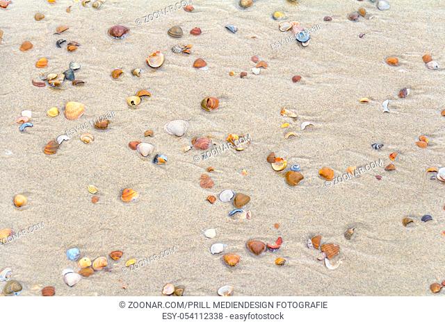 high angle sandy beach detail including lots of colorful seashells seen in Zeeland