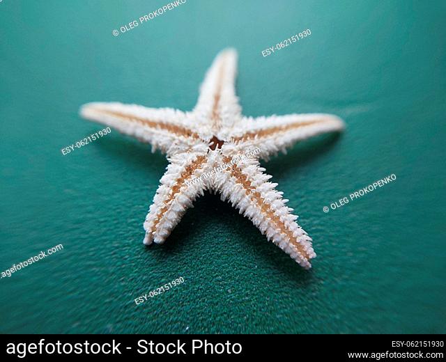 Sea and ocean small shells. Dried starfish can be used as decorations, ornaments, or jewelry. They can also be used in crafts such as wreaths, wall hangings