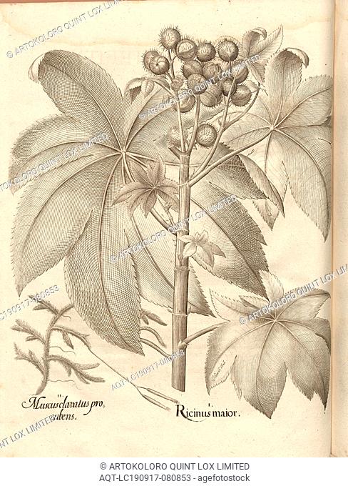Coolgardiensis procubens moss grows, greater Ricin, Lichen, Wunderbaum, Copperplate, p. 546, Besler, Basilius; Jungermann, Ludwig, 1713