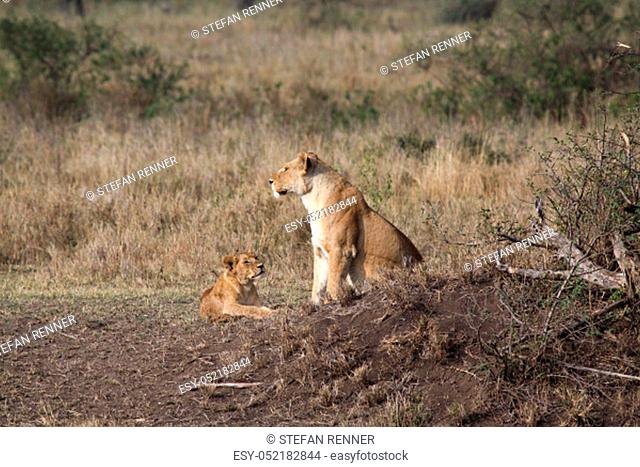 Lioness with baby animal sit together as a family