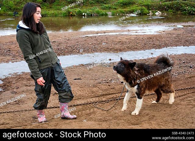 Caregiver visits and interacts with an Inuit sled dog, Canis familiaris borealis, at a kennel in the city of Iqaluit, capital of Nunavut Territory