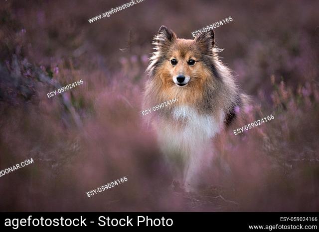 Cute shetland sheepdog sitting between blooming heather looking at the camera