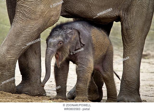 HAMBURG - APRIL 27: Baby Elephant ASSAM