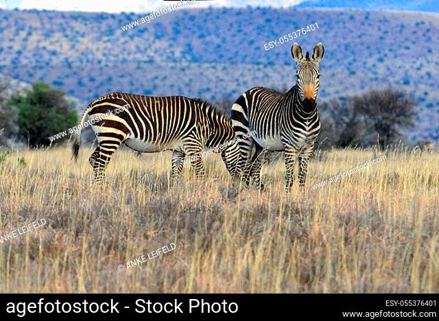 Mountain zebras in the Mountain Zebra National Park, South Africa