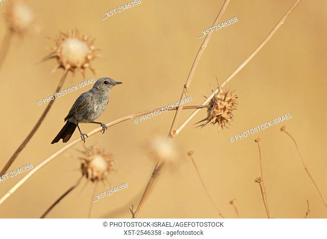 The Blackstart (Cercomela melanura) is a chat found in desert regions in North Africa, the Middle East and the Arabian Peninsula