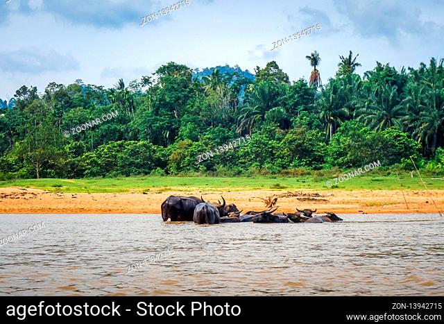 Wild buffalos in a River, Taman Negara national park, Malaysia, Asia