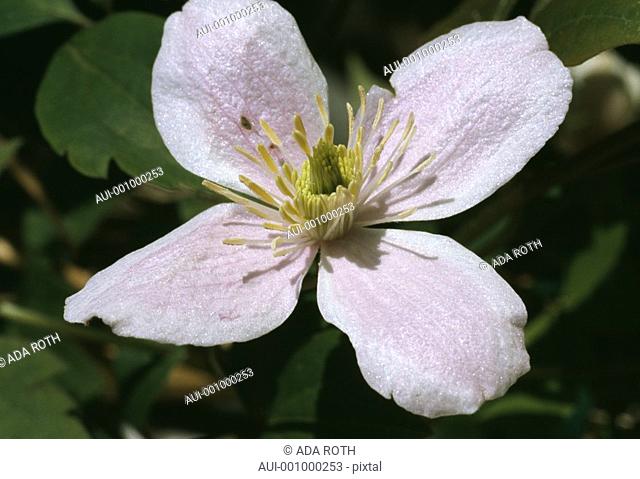 Clematis montana - pink - tender - lovable - delicate - inviting
