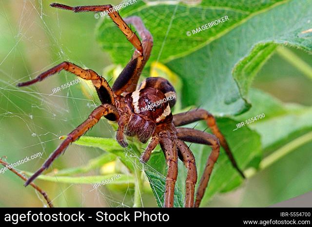 Edged hunting spider