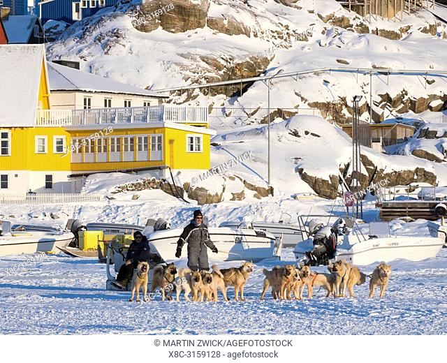 Sled dog during winter in Uummannaq in the north west of Greenland, a dog team with fishermen leaving the frozen harbour