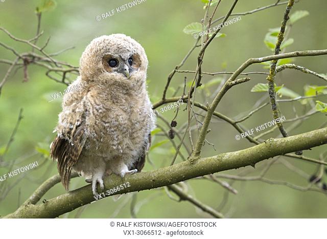 Tawny Owl (Strix aluco), young fledgeling, owlet, moulting chick, perched on a branch, its dark brown eyes wide open, cuteness, wildlife, Germany, Europe