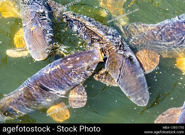 Vienna, common carp or European carp (Cyprinus carpio) fighting for feed, oxbow lake Kaiserwasser in 22. Donaustadt, Wien / Vienna, Austria
