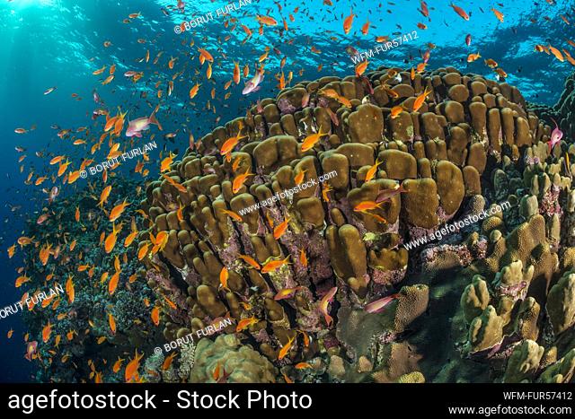 Lyretail Anthias over Coral Reef, Pseudanthias squamipinnis, Elphinstone Reef, Red Sea, Egypt
