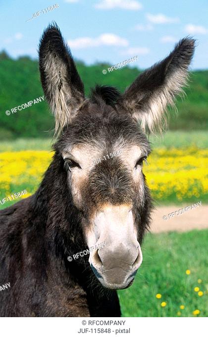 donkey - portrait