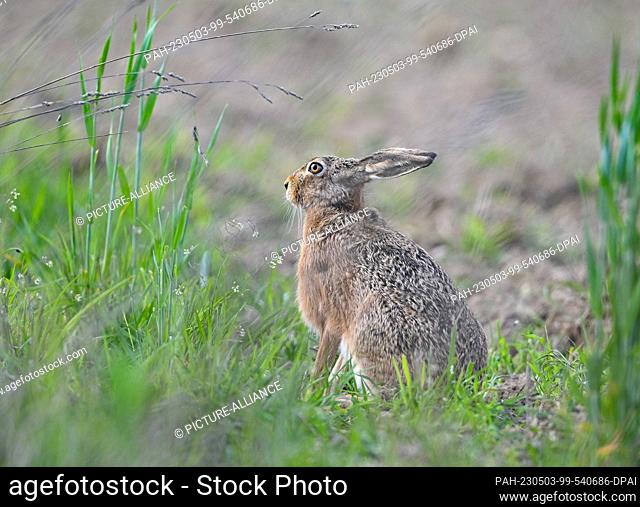 02 May 2023, Brandenburg, Sieversdorf: A brown hare (Lepus europaeus) crouches curiously at the edge of a field. The field hare is also known as Master Lamp