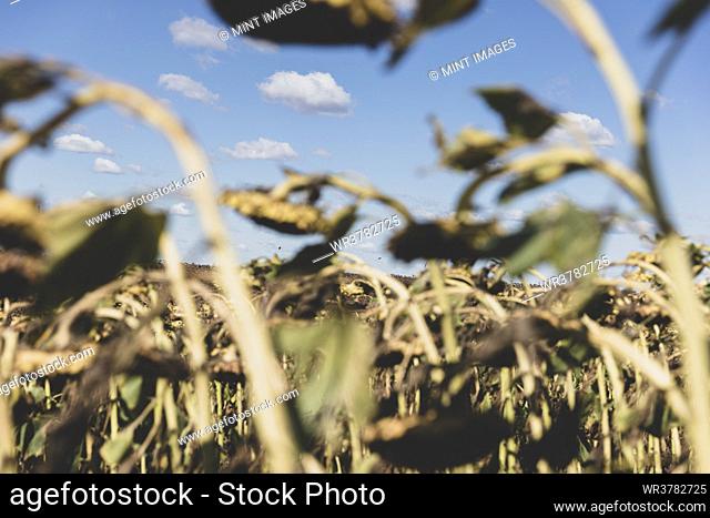 A field of sunflower plants, their heavy heads ripe with seed