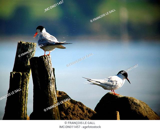 common tern and Roseate tern