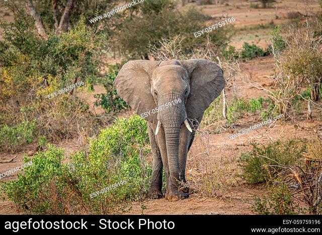 Big Elephant bull starring in the Kruger National Park, South Africa