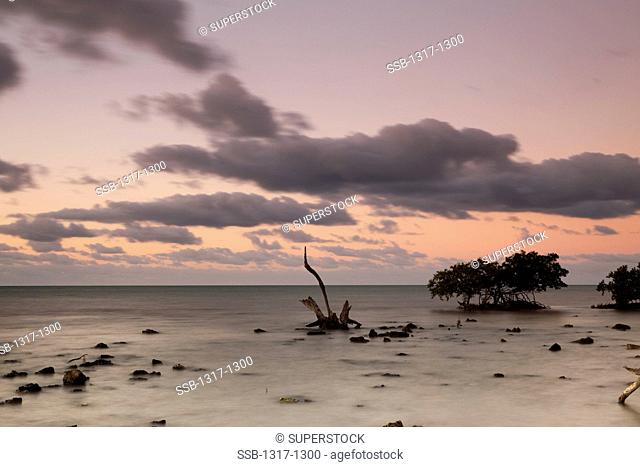 USA, Florida, Big Pine Key, Mangrove trees at sunrise