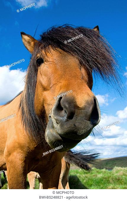 Islandic horse, Iceland pony Equus przewalskii f. caballus, looking to towards the camera, Iceland