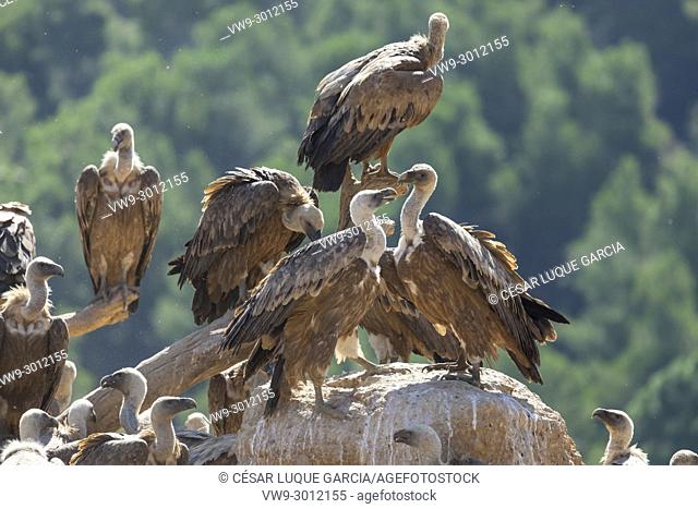 group of vultures resting on a branch and a rock after feeding. Mas de Bunyol, Valderrobres, Aragon, Spain
