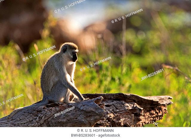 grivet monkey, savanna monkey, green monkey, Vervet monkey (Cercopithecus aethiops), sitting on tree trunk, Tanzania, Tarangire National Park